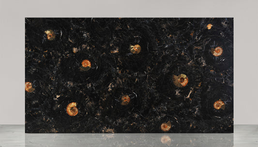 Petrified Wood Black with Ammonites